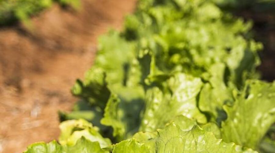 Yenice Vadi Dogal Yasam Koyu