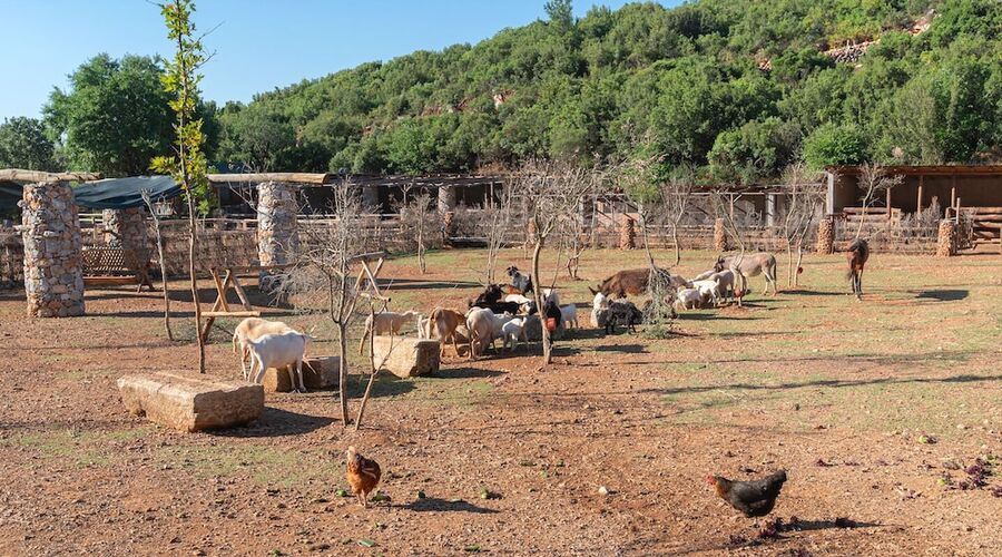 Yenice Vadi Dogal Yasam Koyu