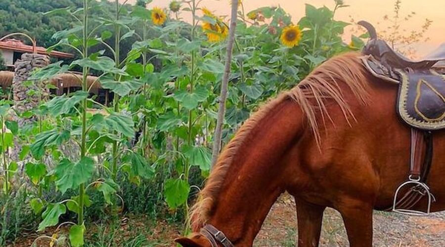 Yenice Vadi Dogal Yasam Koyu