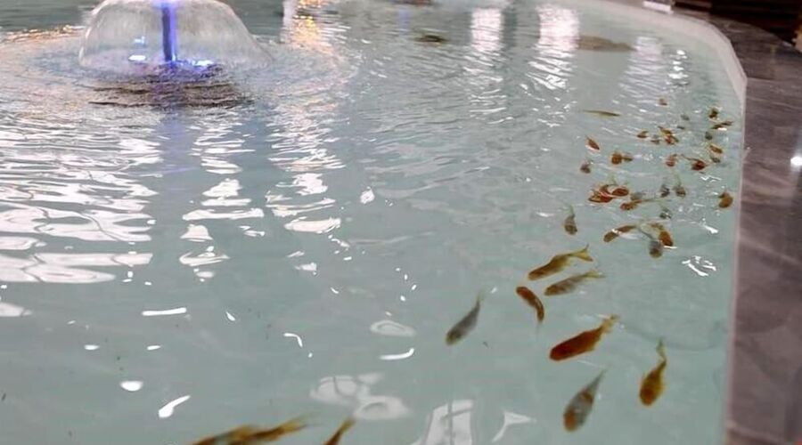 Afbel Termal & SPA Hotel