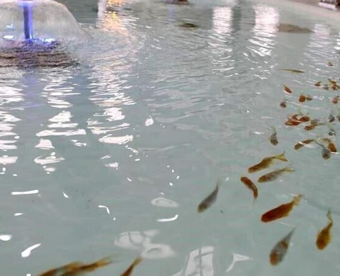 Afbel Termal & SPA Hotel